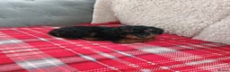 Cavapoo dogs for sale: Beautiful cavapoo puppies  in Winsford - Advert 11