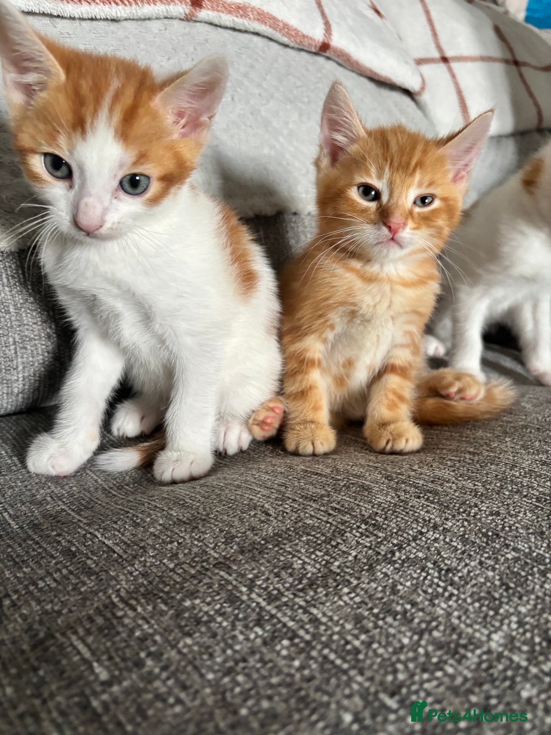 Domestic Shorthair cats for sale: Domestic shorthair kittens - Image 7