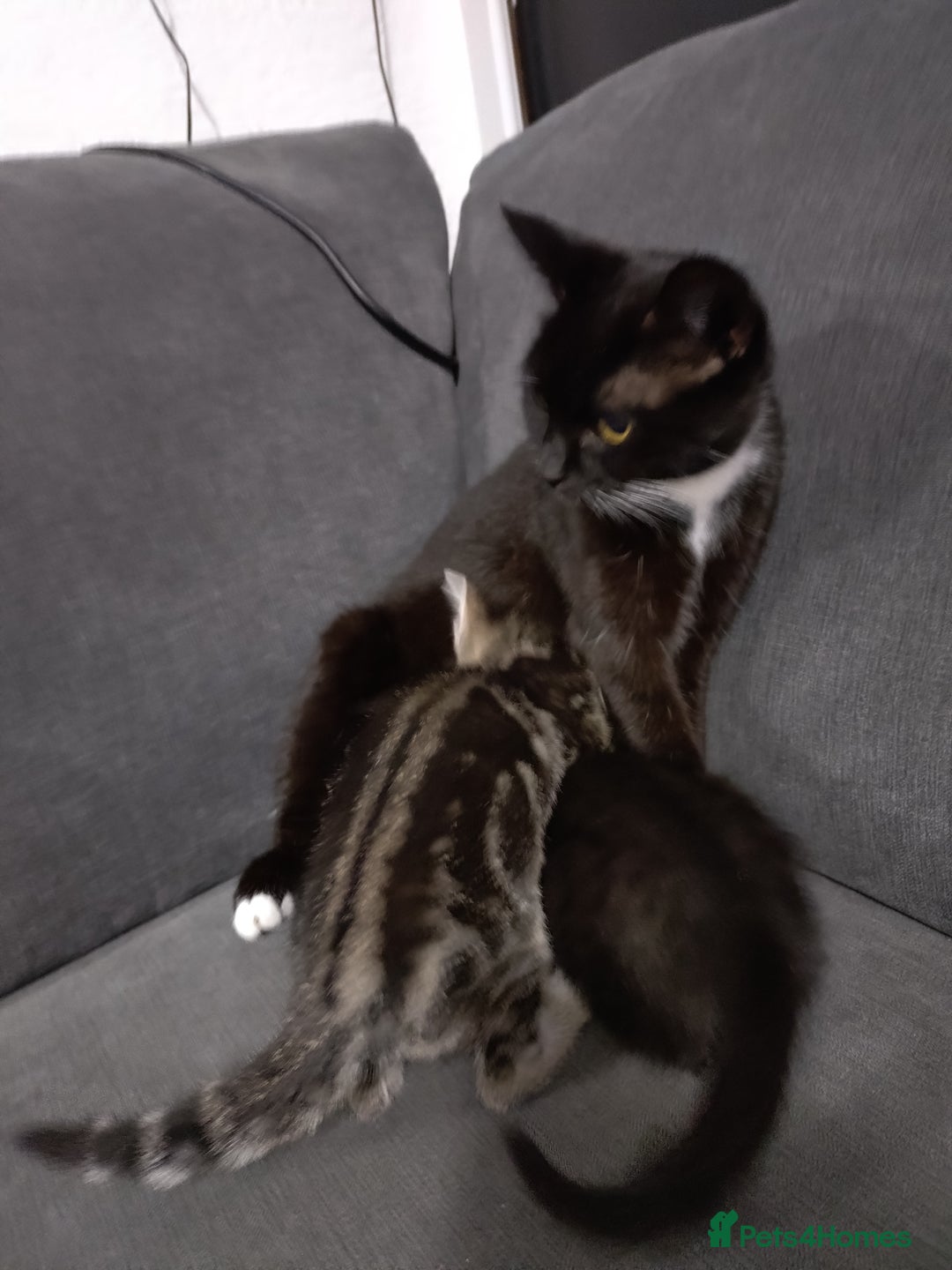 Mixed Breed cats for sale: Kittens - Advert 1