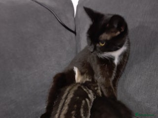 Mixed Breed cats Kittens - Advert 1