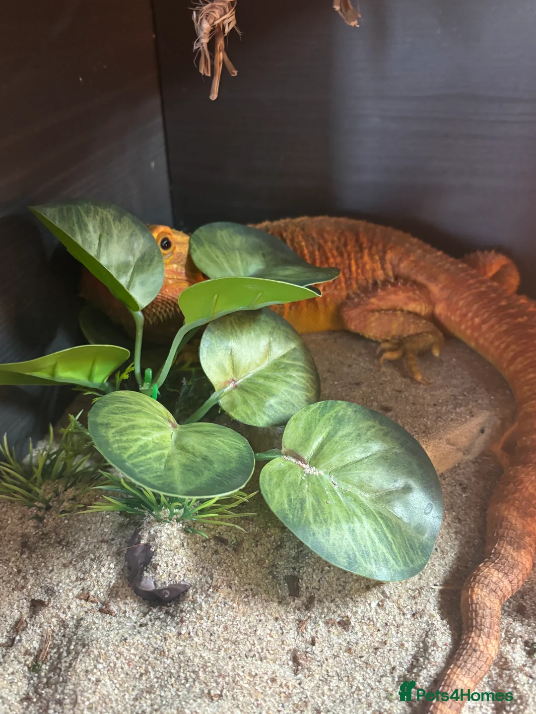 Bearded Dragon reptiles for sale: Beautiful Bearded Dragon Female - Advert 4