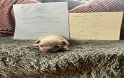 Chihuahua dogs for sale: Full pedigree Chihuahua puppies - Image 3