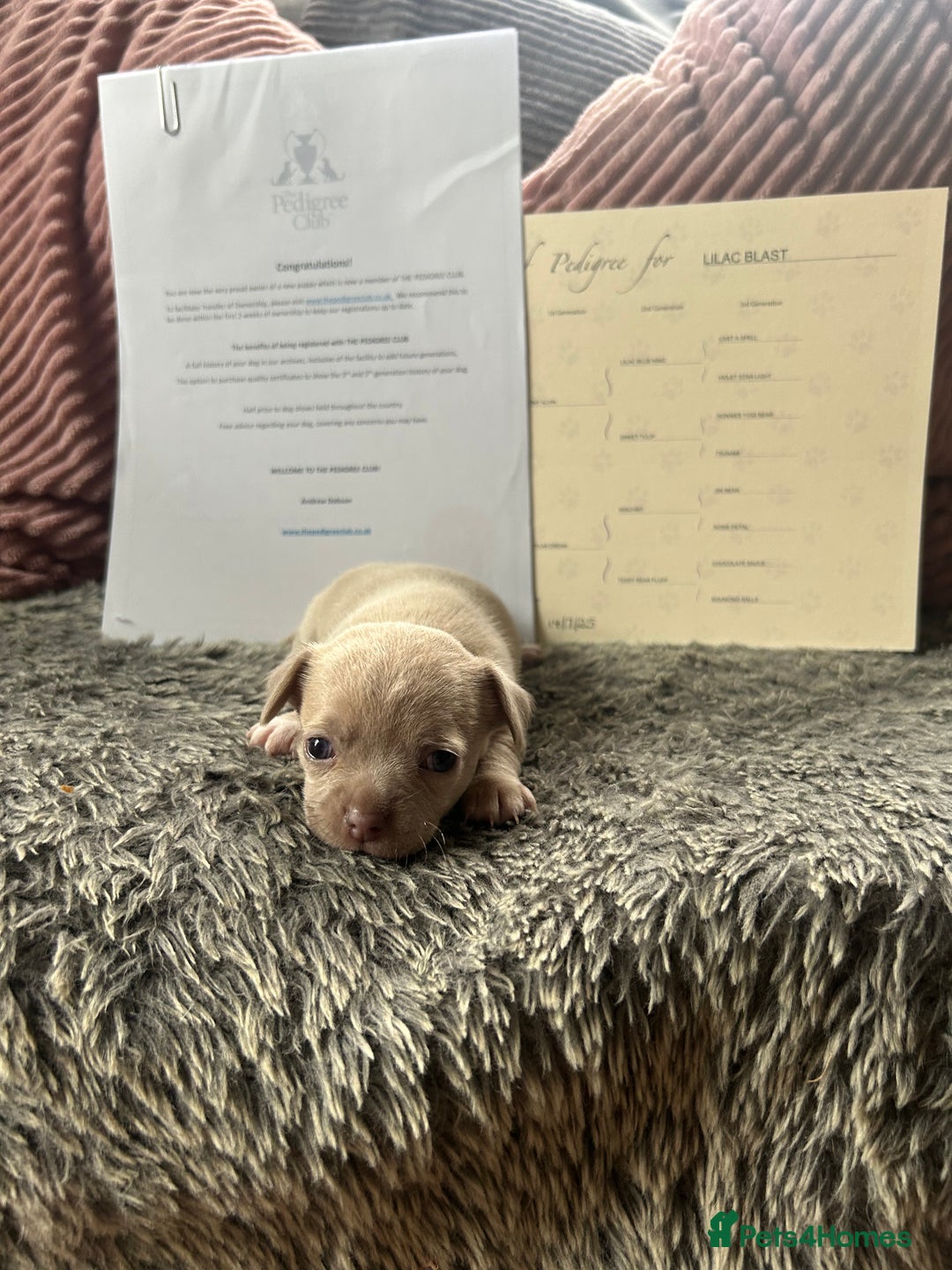 Chihuahua dogs for sale: Full pedigree Chihuahua puppies - Image 3