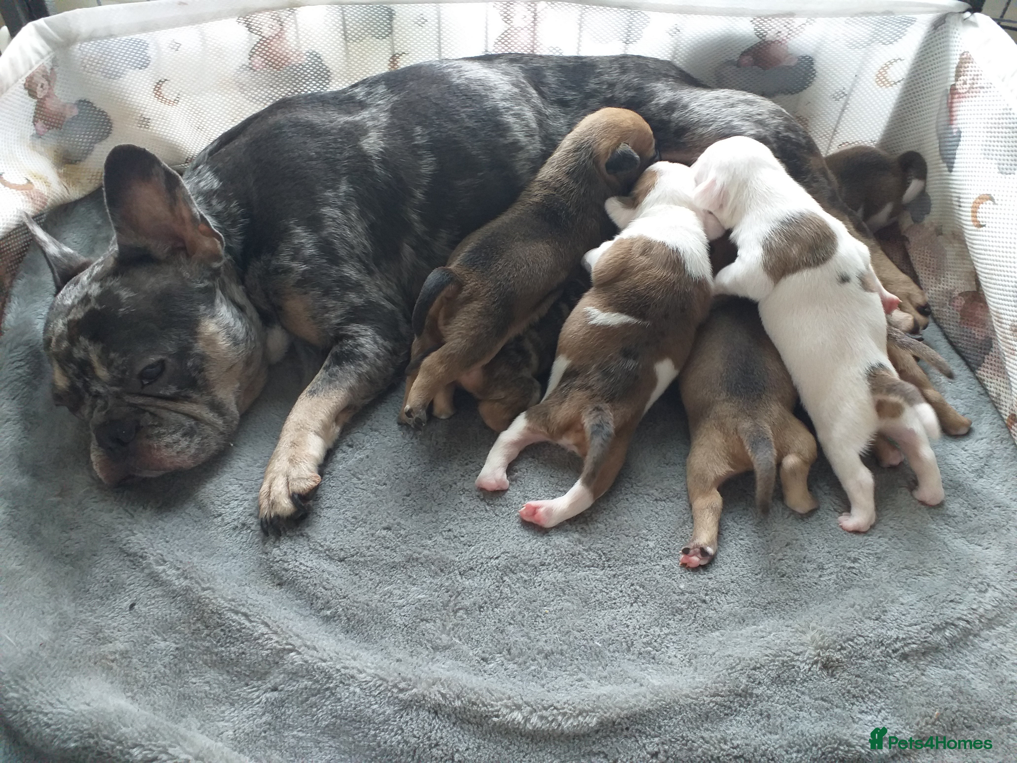 Mixed Breed dogs 7 gorgeous rare French American Bulldogs - Advert 4