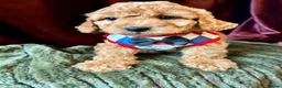 Cavapoo dogs for sale: Real Life Teddys Looking for love  - Advert 19