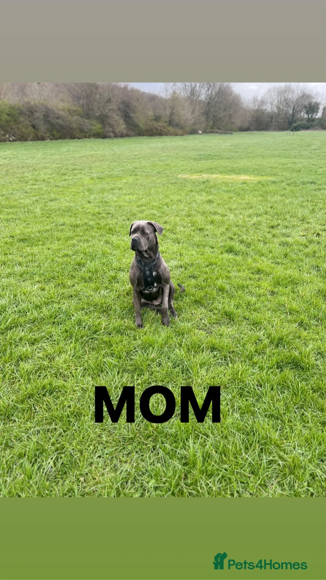 Cane Corso dogs for sale: Cane corso puppies in Bolton - Advert 2