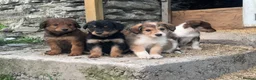 Bordoodle dogs for sale: Bordoodle 2 is the only remaining pup - Advert 9