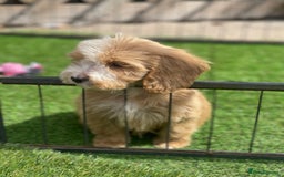 Cockapoo dogs for sale: Adorable F1 cockapoo pups NOW READY  - Image 10