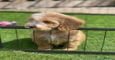 Cockapoo dogs - Advert 5