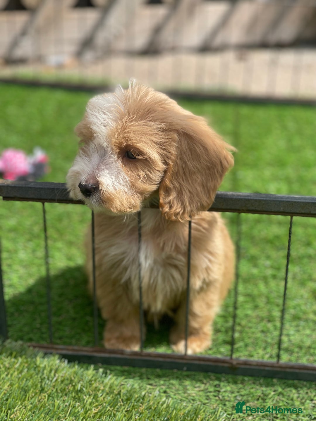 Cockapoo dogs for sale: Adorable F1 cockapoo pups NOW READY  - Image 10