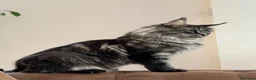 Maine Coon cats for sale: Affectionate, Pedigree Maine Coon Kittens: - Advert 4