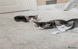 Mixed Breed cats for sale: Kittens looking for a loving home! - Image 11