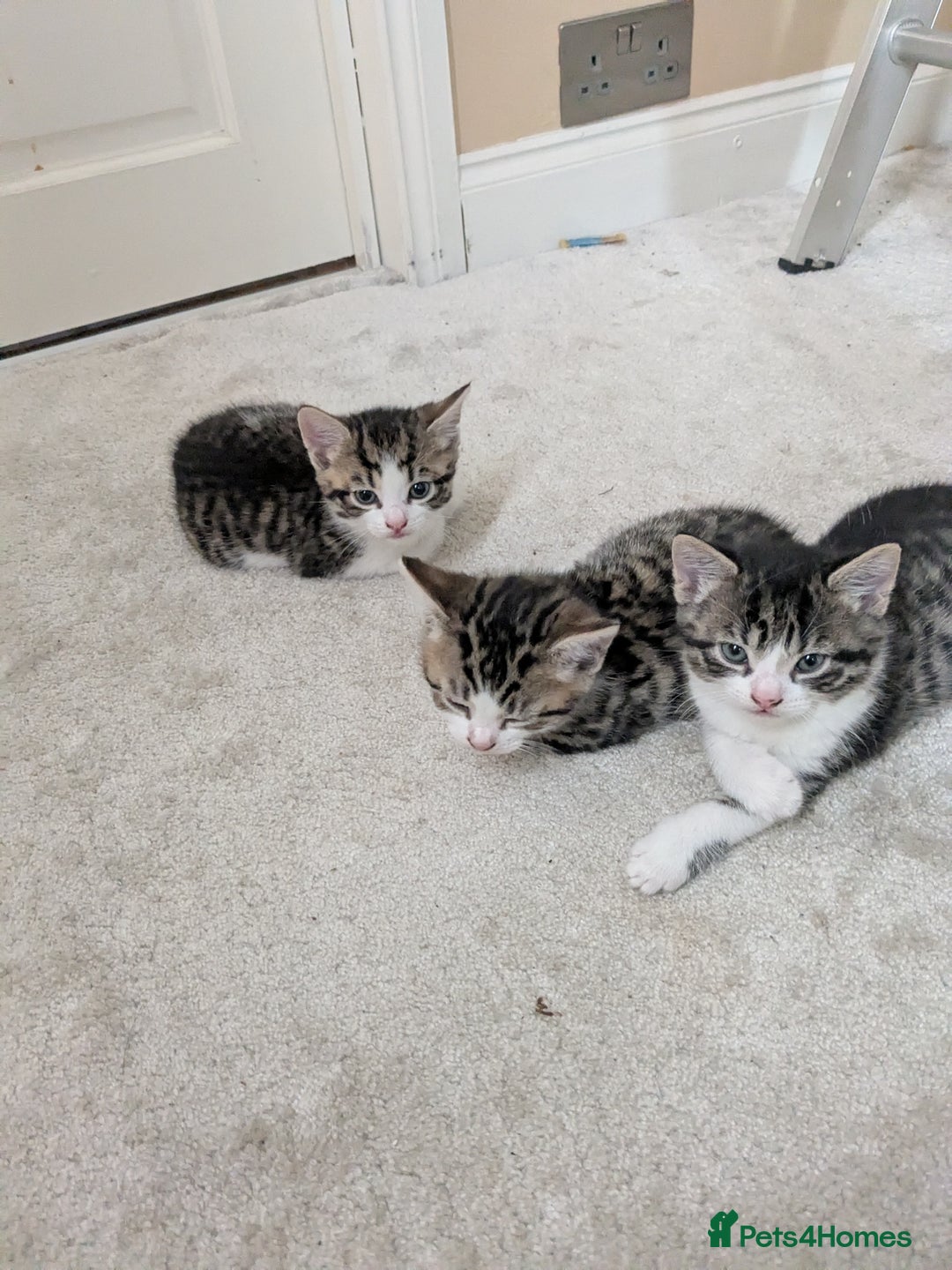 Mixed Breed cats for sale: Kittens looking for a loving home! - Image 11