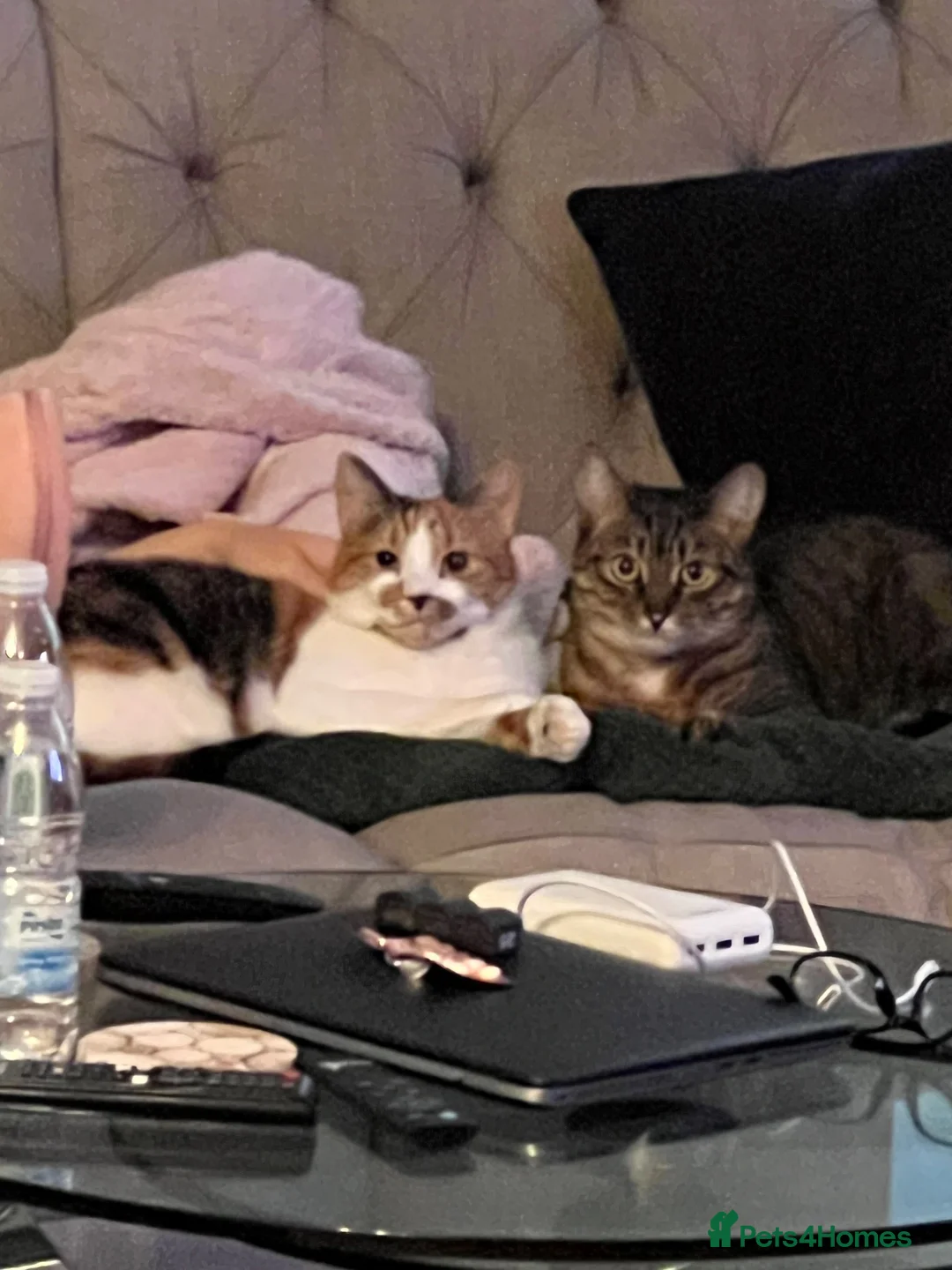 Mixed Breed cats for sale: A bonded pair needs a new home - Advert 6