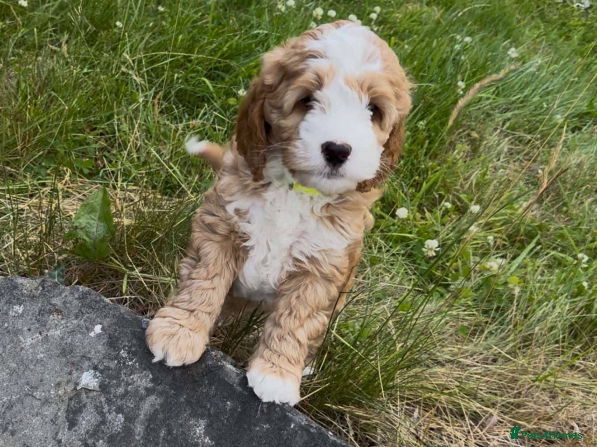 Australian Labradoodle dogs Mini Australian Labradoodle girl, top pick pup 🥰 - Advert 10