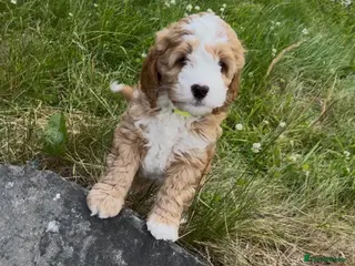 Australian Labradoodle dogs Mini Australian Labradoodle girl, top pick pup 🥰 - Advert 10