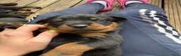 Rottweiler dogs for sale: 10 KC Registered Chunky Rottweiler Pups for Sale - Advert 4