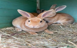 Rex rabbits for sale: 1 beautiful mini Rex left - Image 6