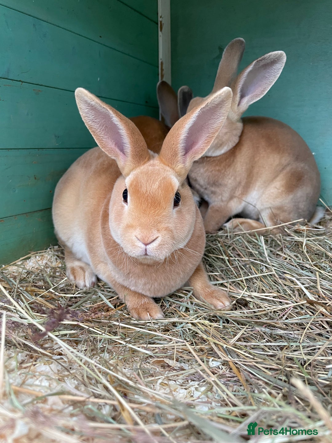 Rex rabbits for sale: 1 beautiful mini Rex left - Image 6