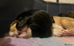 Cocker Spaniel dogs for sale: Cocker spaniel puppies - Image 18