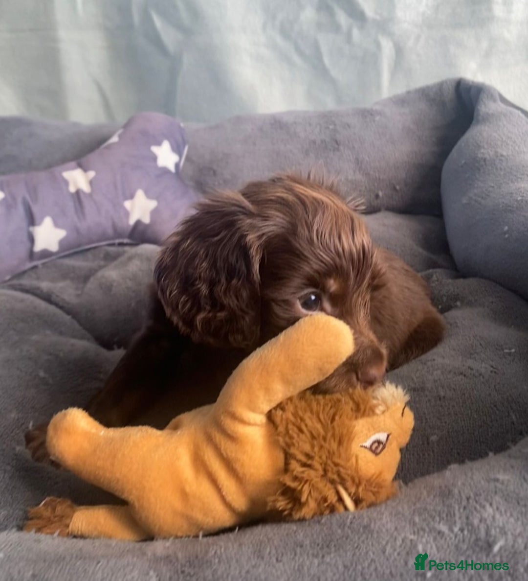 Cocker Spaniel dogs for sale: Cocker spaniel  puppies  - Advert 2