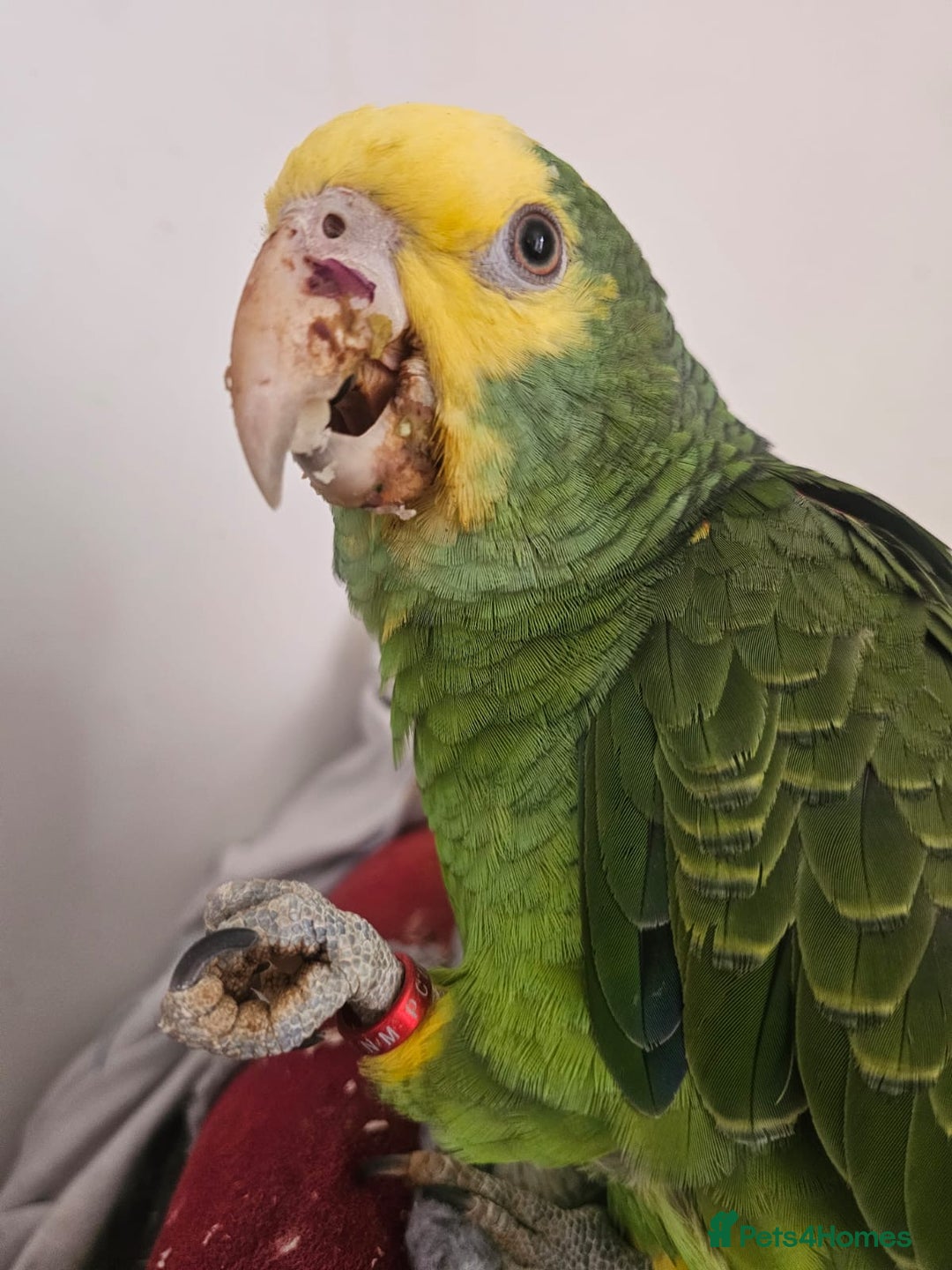 Parrots birds for sale: Talking Handreared Double-yellow-headed Amazon  - Image 12