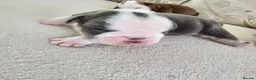 English Bulldog dogs for sale: British bulldog pups in Ammanford - Advert 11