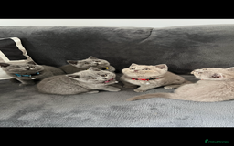 British Shorthair cats for sale: 5 gorgeous British shorthair kittens ! - Image 1
