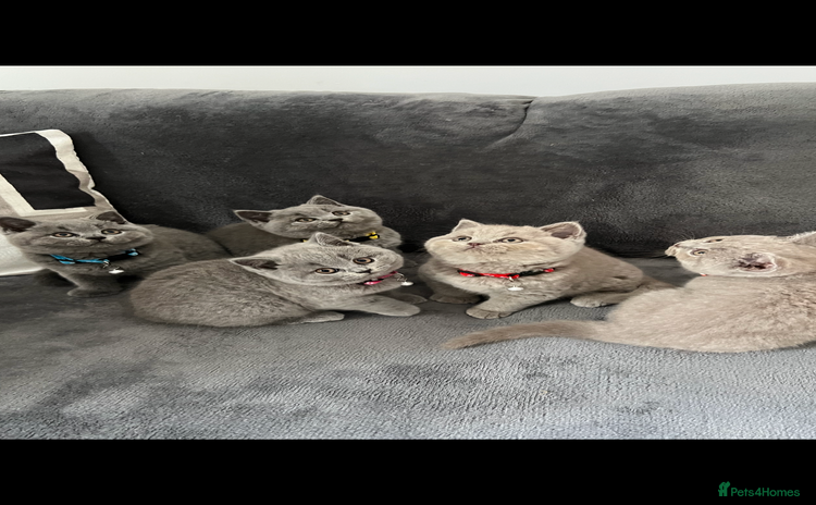 British Shorthair cats for sale - Advert 1
