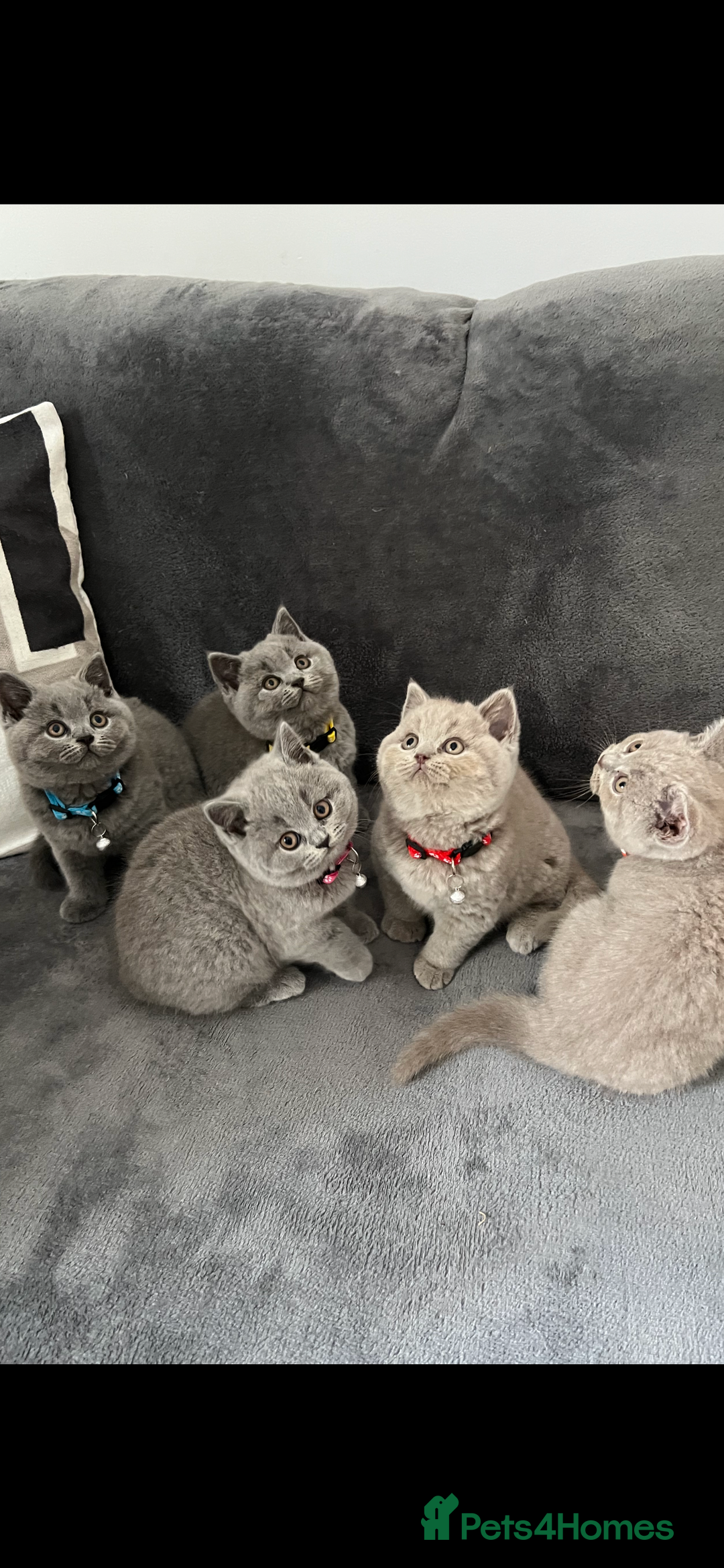 British Shorthair cats for sale: 5 gorgeous British shorthair kittens ! - Image 1