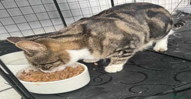 Mixed Breed cats Beautiful friendly kittens  - Advert 2