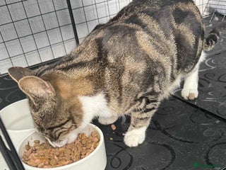 Mixed Breed cats for sale: Beautiful friendly kittens - Advert 1