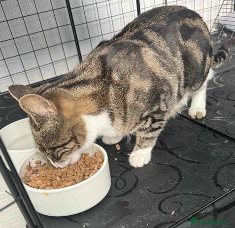 Mixed Breed cats Beautiful friendly kittens - Advert 1