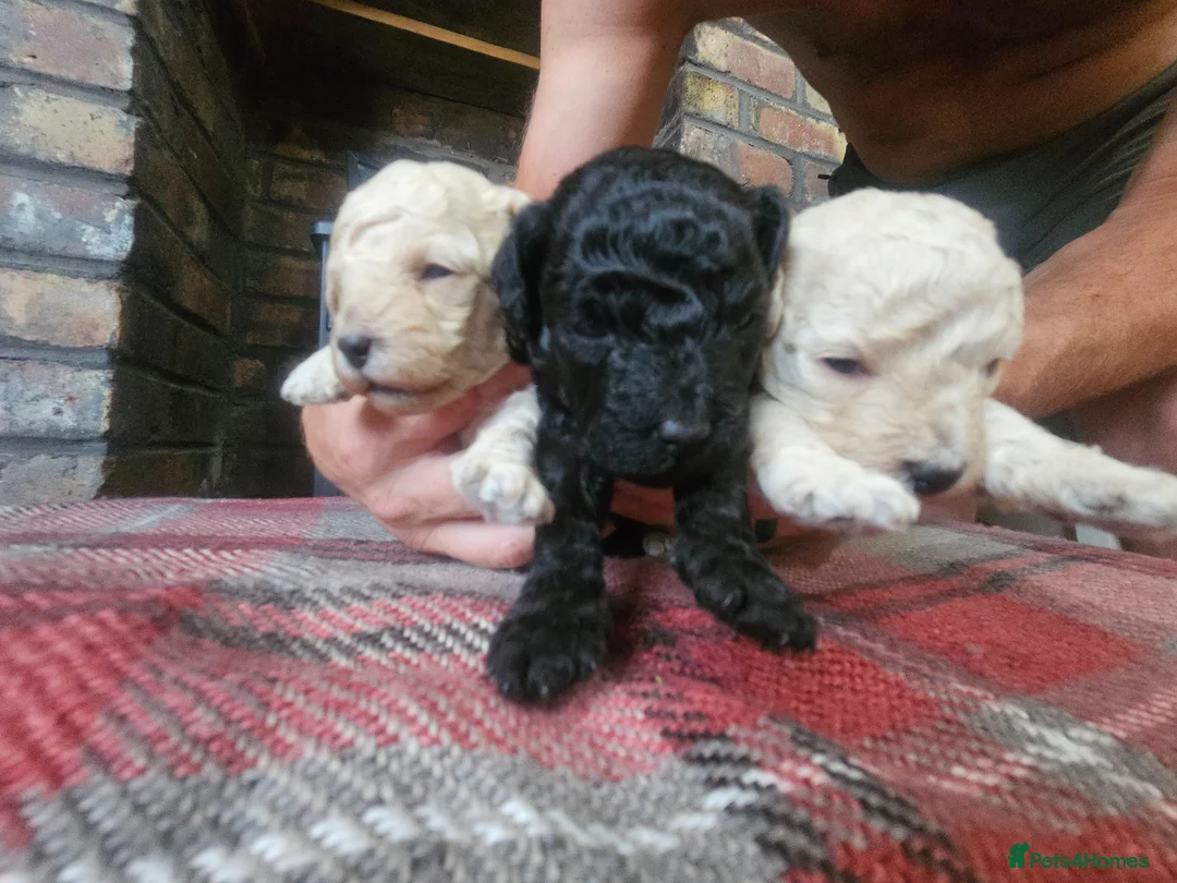 Toy Poodle dogs for sale: Toy poodle pups - Advert 2