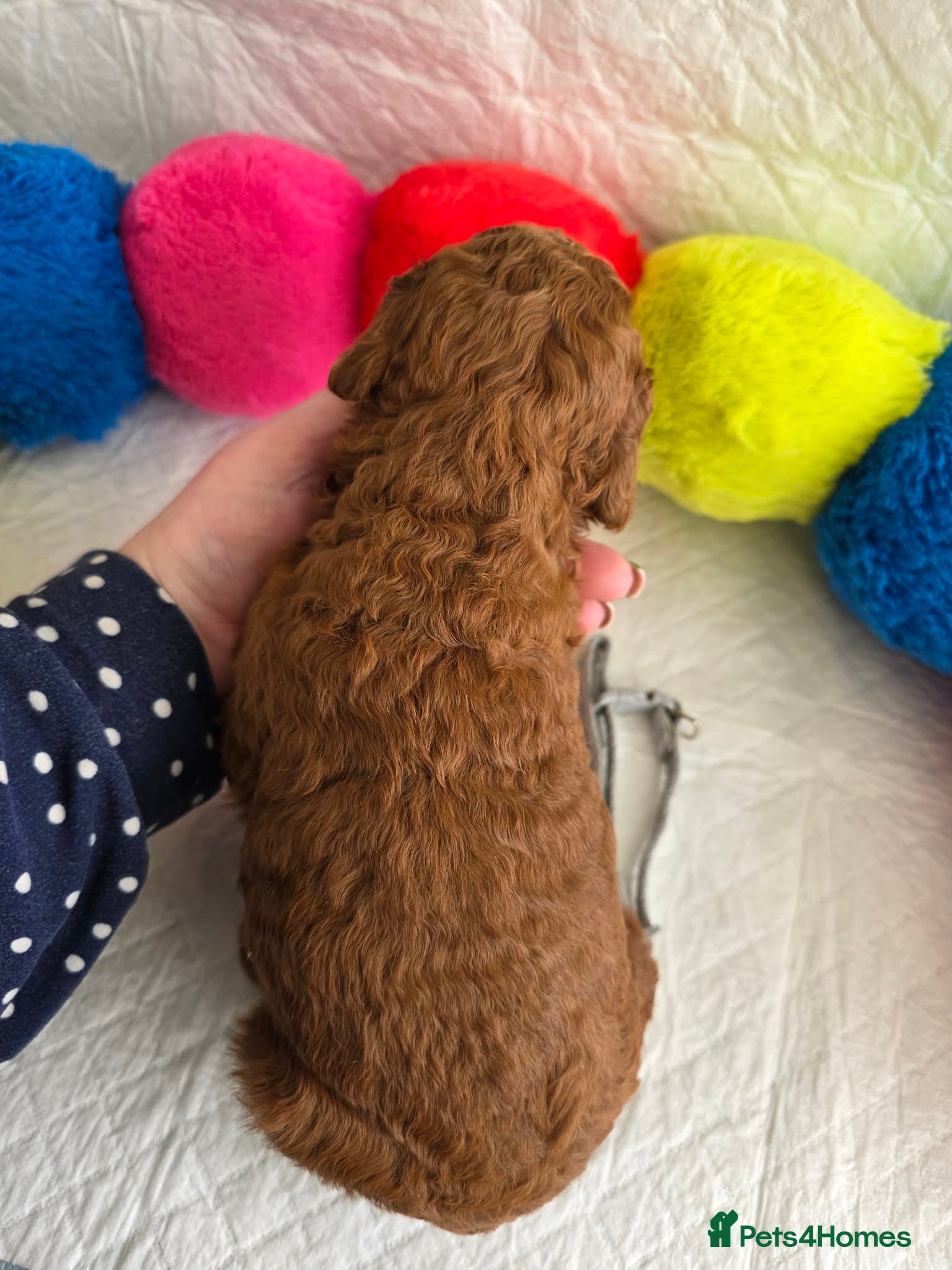 Goldendoodle dogs 👑Finest Quality Deep Red Doodles Toy/Min Bred 👑  - Advert 2