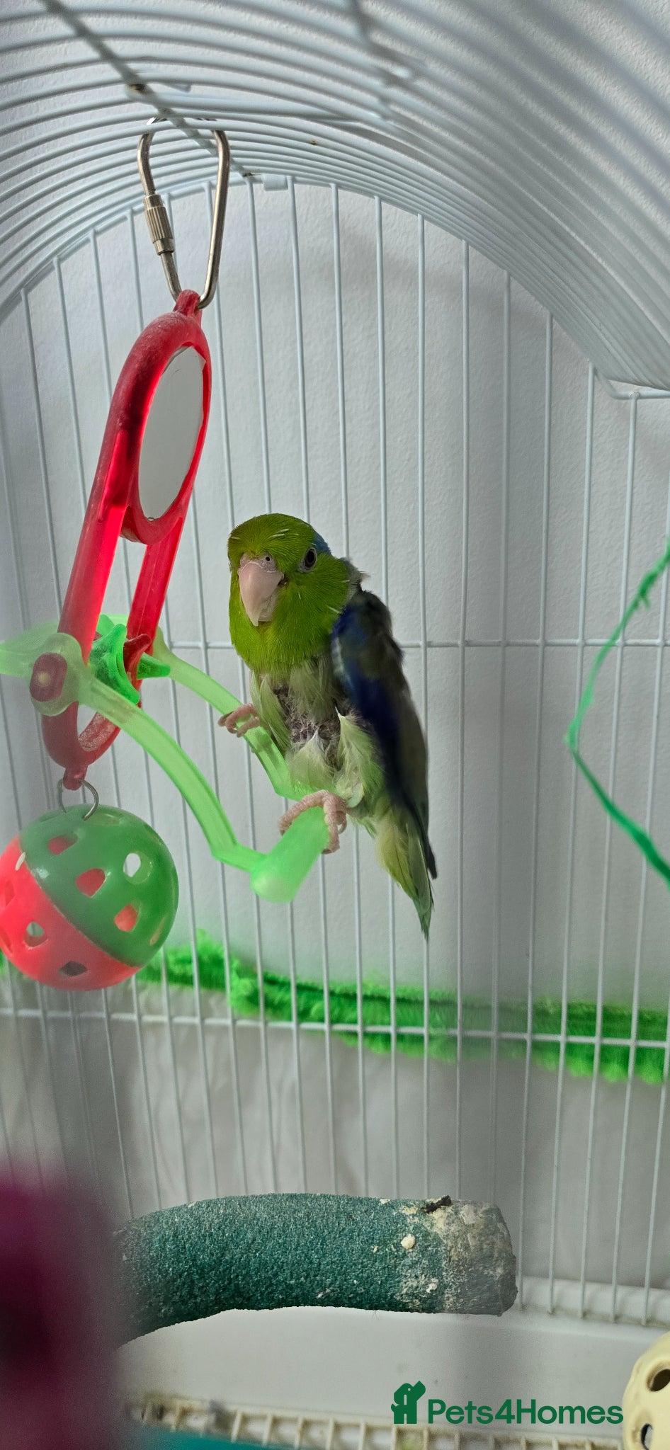 Parrots birds Parrotlet with cage and toys  for sale - Advert 1