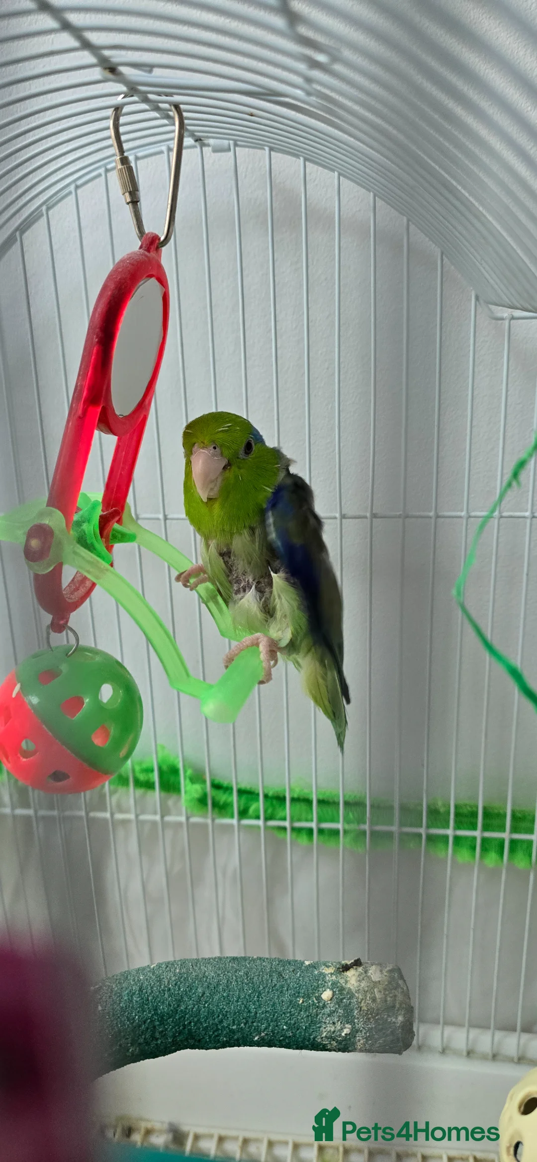 Parrots birds for sale: Parrotlet with cage and toys  for sale in London - Advert 1