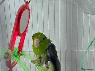 Parrots birds Parrotlet with cage and toys for sale - Advert 1