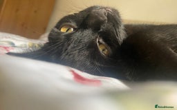 Mixed Breed cats for sale: Looking for forever homes - Image 6