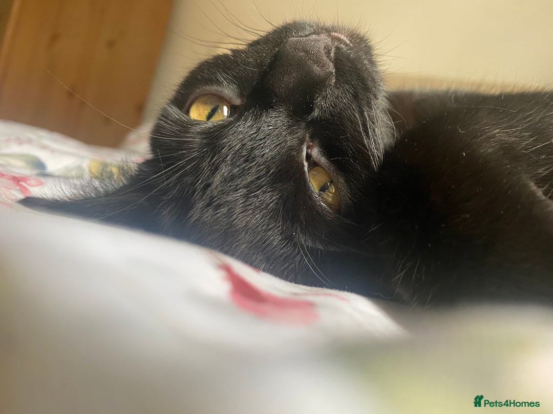 Mixed Breed cats for sale: Looking for forever homes - Image 6
