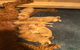 Cavapoo dogs for sale: Cavapoo Puppies for Sale - Image 7