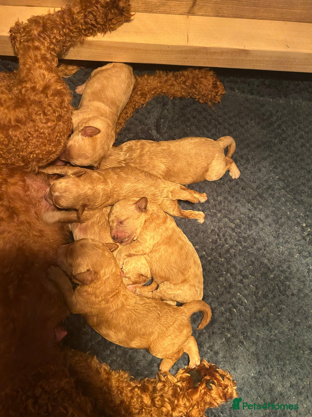 Cavapoo dogs for sale: Cavapoo Puppies for Sale - Image 7