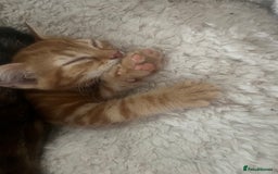 Mixed Breed cats for sale: Kittens ready for new homes - Image 3