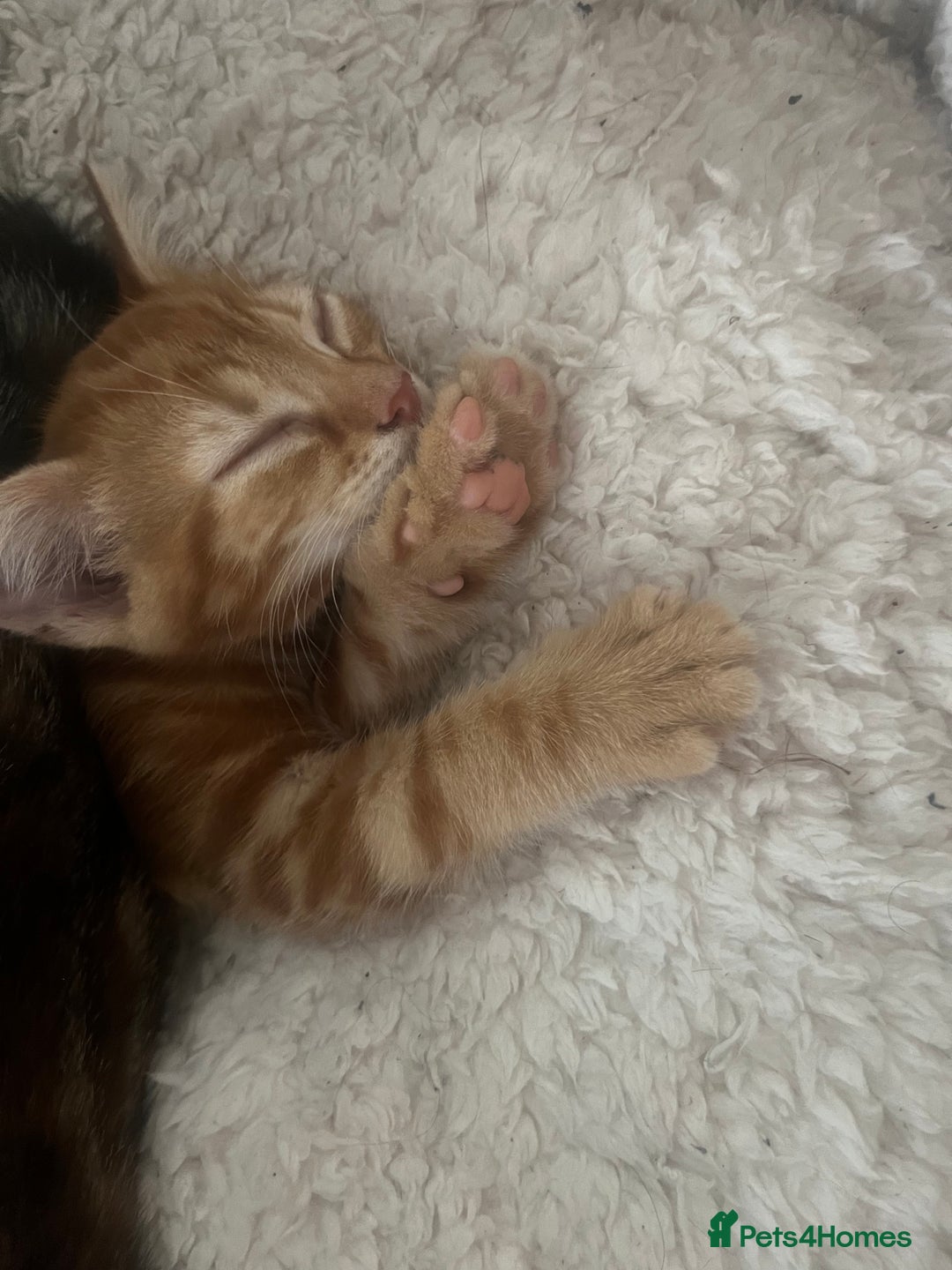 Mixed Breed cats for sale: Kittens ready for new homes - Image 3