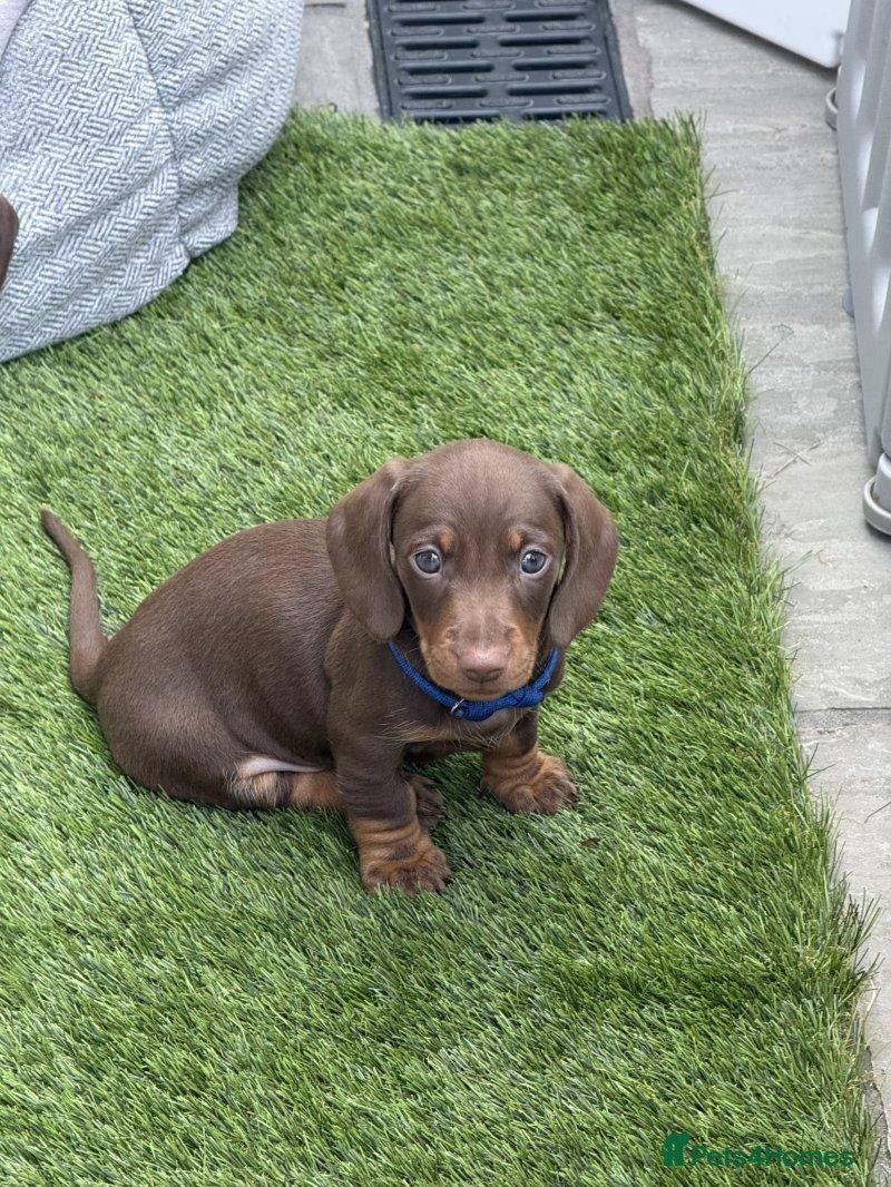 Miniature Dachshund dogs Looking for a loving home for my Nia - Advert 10