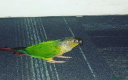 Conures birds for sale: Green Cheek Conure - Image 3