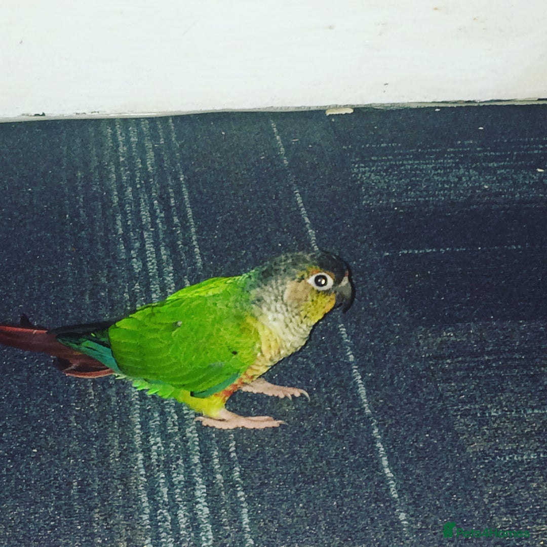 Conures birds for sale: Green Cheek Conure - Image 3