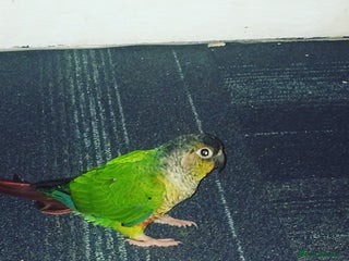 Conures birds - Advert 4