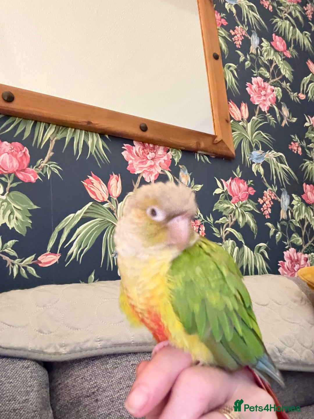 Cockatiels birds for sale: Cockatiels all tame and 1 tame conure  - Advert 13