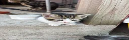 Mixed Breed cats for sale: Beautiful kittens for sale  - Advert 3